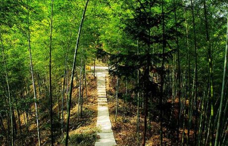 Mukeng Bamboo Forest - China Xian Tour: Private & Tailor-Made China Tours Mukeng Bamboo Forest