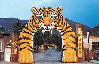 Harbin tours to Siberian tigers Park