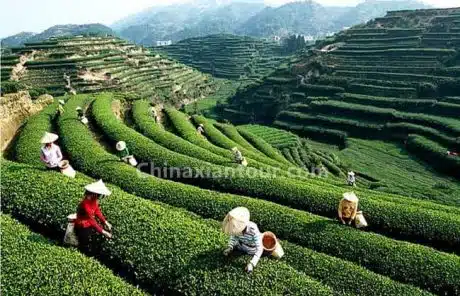 Anxi Tea Garden