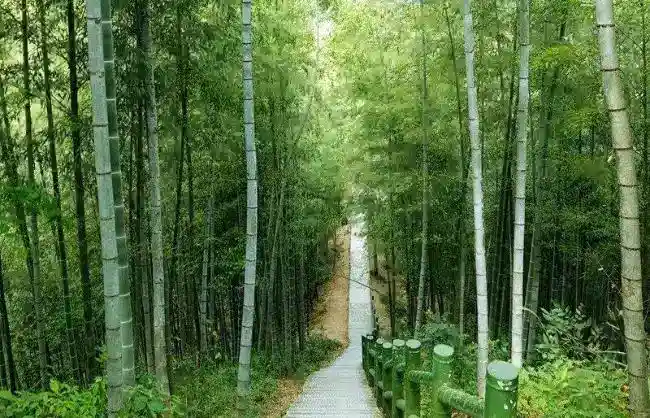 Mukeng Bamboo Forest