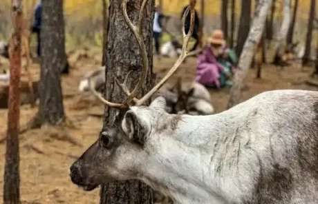 Aoluguya Reindeer Tribe