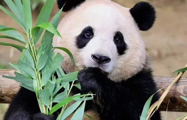 Chengdu-Panda - China Xian Tour: Private & Tailor-Made China Tours Chengdu-Pandas