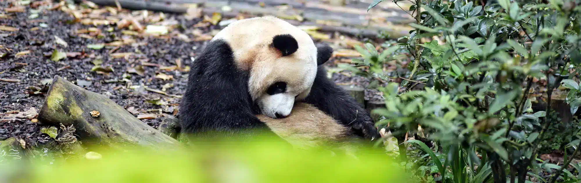 Chengdu panda