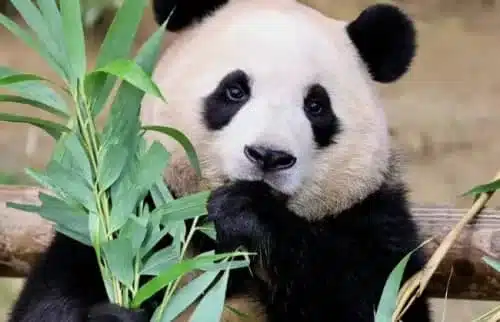Chengdu-Pandas-tuya - China Xian Tour: Private & Tailor-Made China Tours Chengdu Pandas