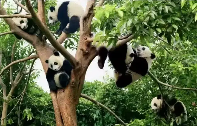 One Day Chengdu Highlight Tour