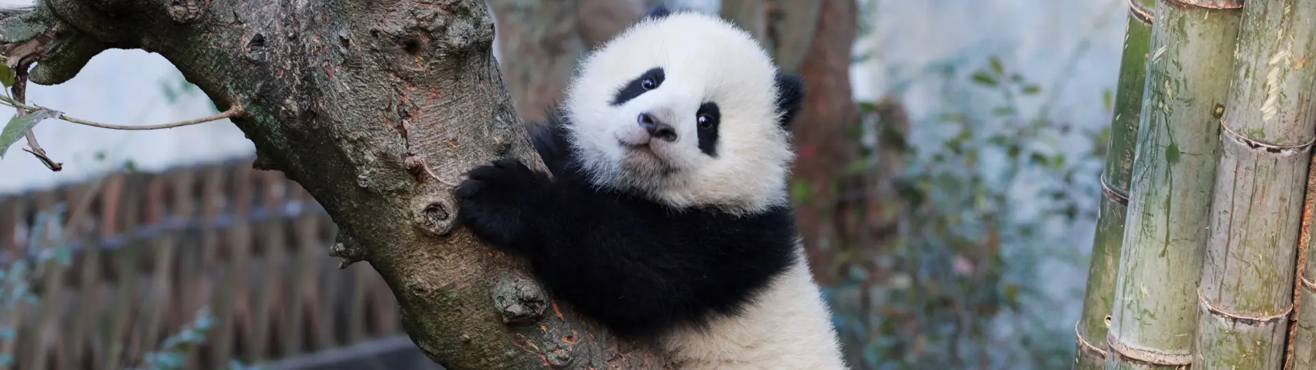 China Chengdu tours
