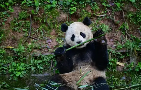 china-family-tour-with-giant-pandawebp - China Xian Tour: Private & Tailor-Made China Tours China tours with panda visit