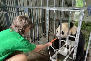 Travel to China with kids to join panda volunteer