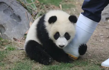cute-giant-panda-in-china - China Xian Tour: Private & Tailor-Made China Tours China chengdu trips with giant panda