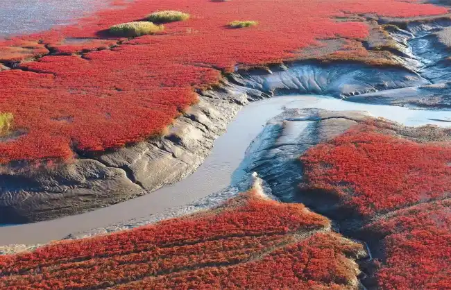 Dandong Red Beach