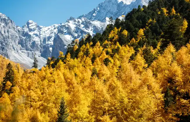 Daocheng Yading in Autumn - China Xian Tour: Private & Tailor-Made China Tours Daocheng Yading in Autumn