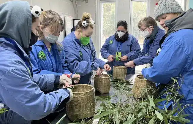 Panda Volunteer Program at Dujiangyan Giant Panda Base