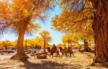 Inner Mongolia Ejin Banner Populus Euphratica Forest