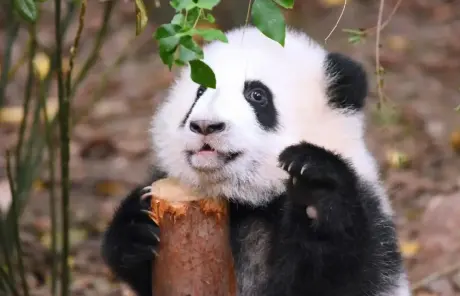 giant-panda-china-tourswebp - China Xian Tour: Private & Tailor-Made China Tours China panda tours