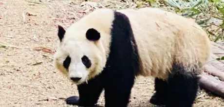 giant-panda-in-chengdu-chinawebp - China Xian Tour: Private & Tailor-Made China Tours Giant panda in Chengdu China