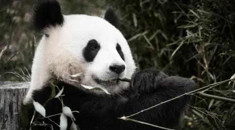 Travel to China to visit Giant panda