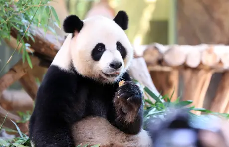 giant-pandas-eat-food - China Xian Tour: Private & Tailor-Made China Tours China tours with giant panda