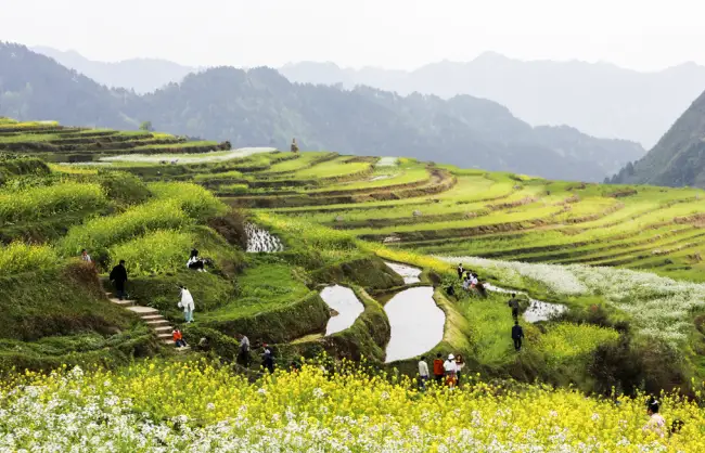 Guizhou Gaoyao Rice Terraces - China Xian Tour: Private & Tailor-Made China Tours Guizhou Gaoyao Rice Terraces