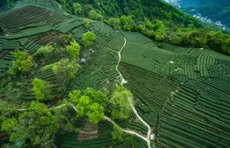 Hangzhou Meijiawu Tea Village