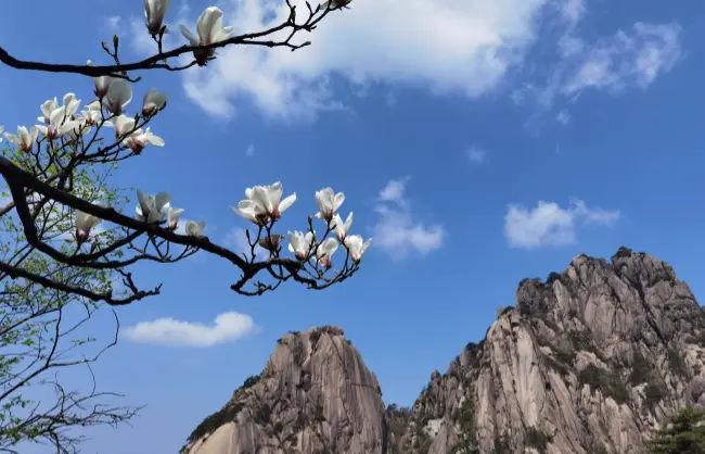 Huangshan spring flowers