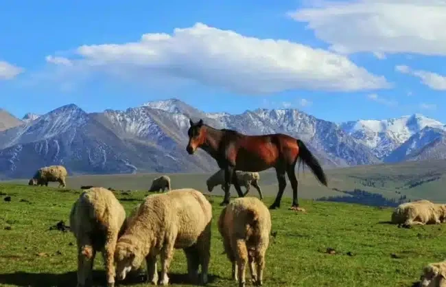 Ili-River-Valley-Xinjiang - China Xian Tour: Private & Tailor-Made China Tours Xinjiang Ili River Valley