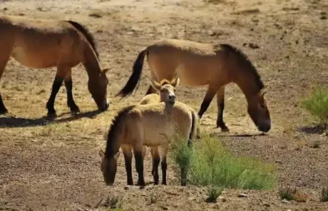 Xinjiang tours to the Kalamaili Nature Reserve