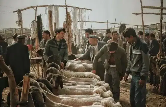 Livestock Bazaar in Kashgar, Xinjiang