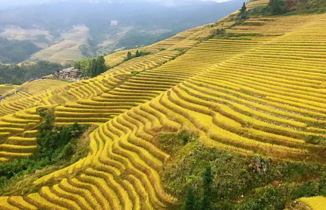 Longji Rice Terraces in Autumn - China Xian Tour: Private & Tailor-Made China Tours Longji Rice Terraces in Autumn