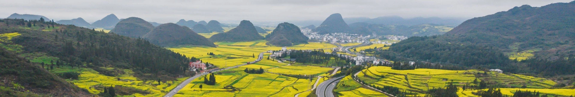 Luoping canola flowers fields