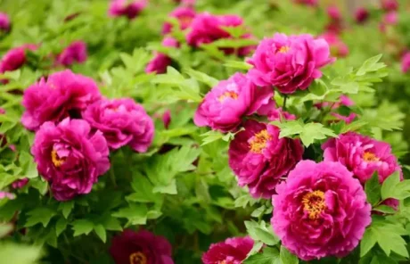 Luoyang Peony Garden - China Xian Tour: Private & Tailor-Made China Tours Luoyang Peony Garden