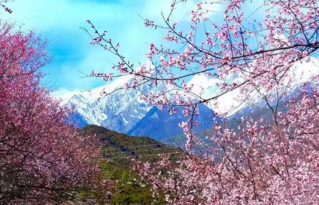 Nyingchi Peach Blossom in April - China Xian Tour: Private & Tailor-Made China Tours Nyingchi Peach Blossom in April