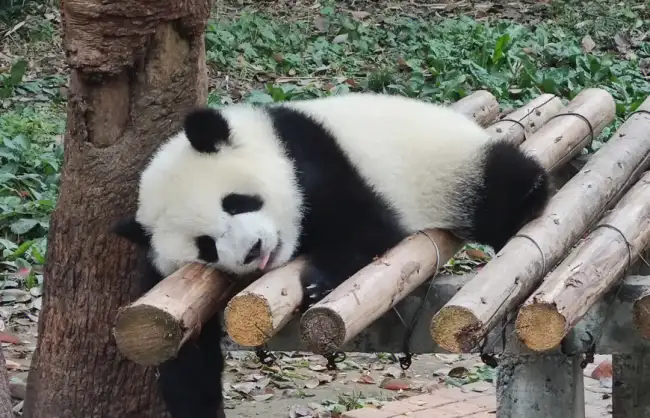 Panda-in-Chongqing-Zoo - China Xian Tour: Private & Tailor-Made China Tours Private Chengdu tours to panda base