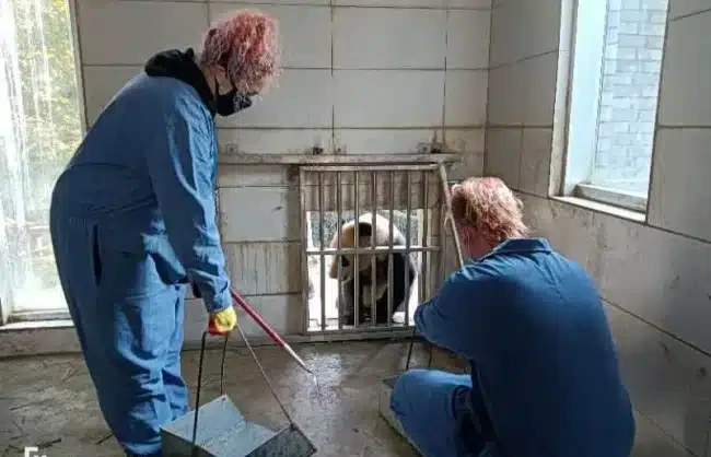 Panda Volunteer Day Tour