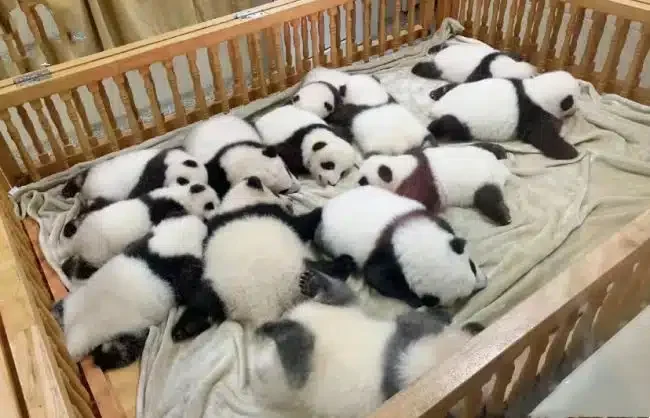 Half Day Chengdu Panda Tour