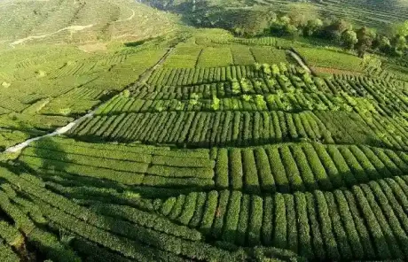 Sichuan Mengding Tea Garden