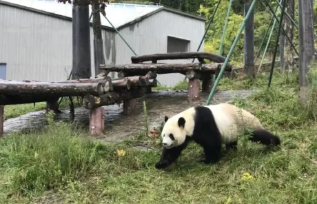 2 Days Wolong Panda Base Volunteer Tour