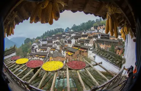 wuyuan-autumn-harvest - China Xian Tour: Private & Tailor-Made China Tours wuyuan-autumn-harvest
