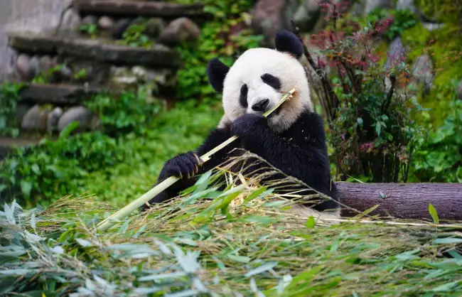 Ya'an Bifengxia Panda Base - China Xian Tour: Private & Tailor-Made China Tours Ya'an Bifengxia Panda Base